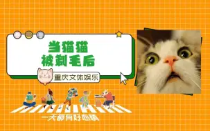 Video herunterladen: 不是哥们儿，你谁啊#喵星人#宠物#剃毛