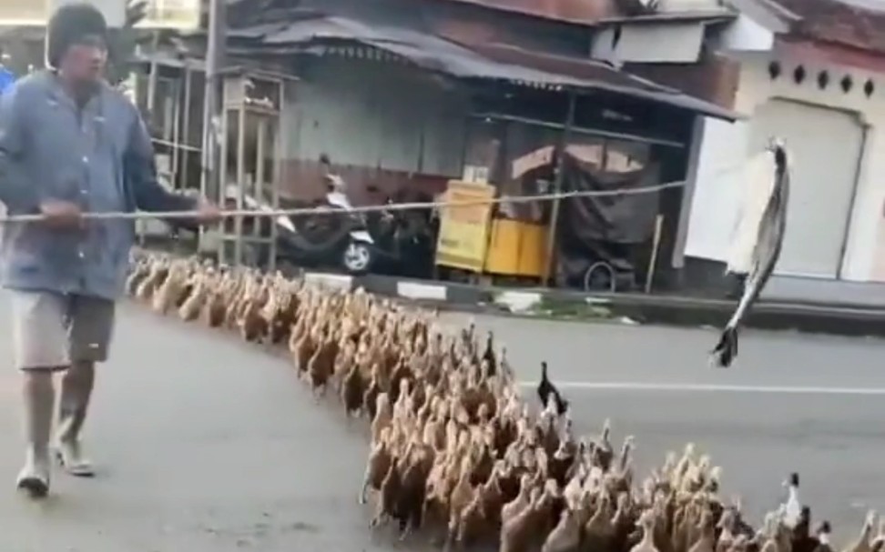 [图]鸭路军，进京赶烤。