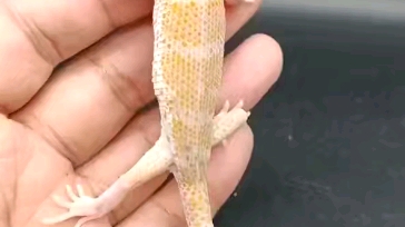 蛙眼守宫有货了,价格实惠