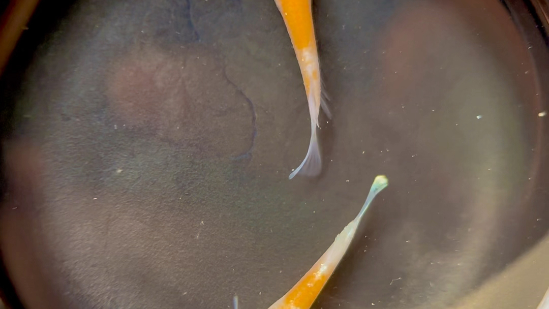 观背青鳉 红白赤壁 一物一拍