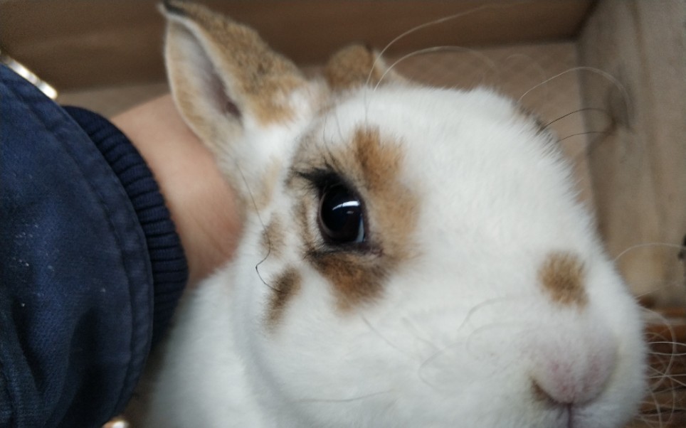 这兔子的睫毛是怎么回事?