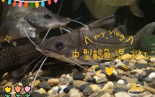 混泳 哔哩哔哩 Bilibili