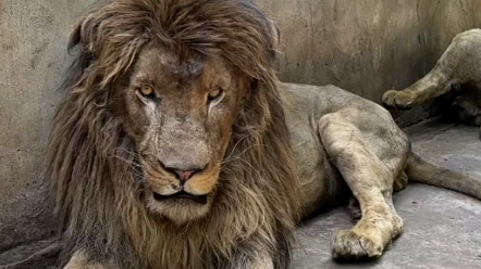 活动  带你近距离看狮群首领的发型