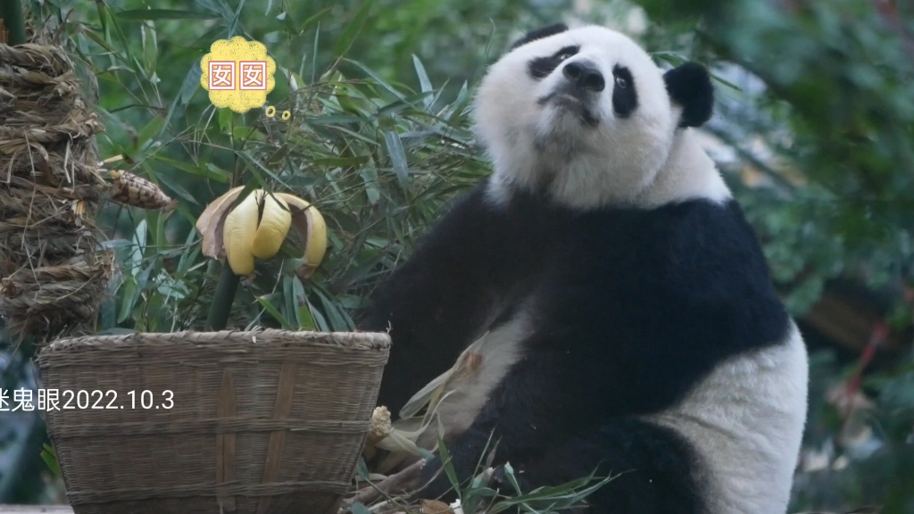 【大熊猫囡囡】生活不易,囡囡叹气,咋个只有糯玉米了哦!