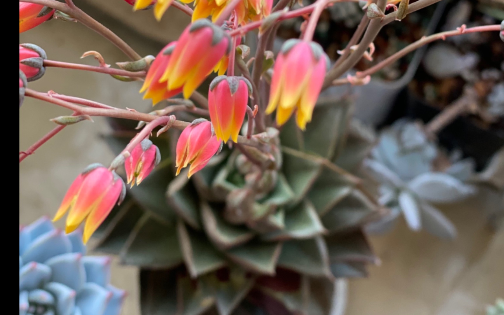 【多肉】大和锦老桩,和今年的新侧芽,开花好久了,手快没拍上
