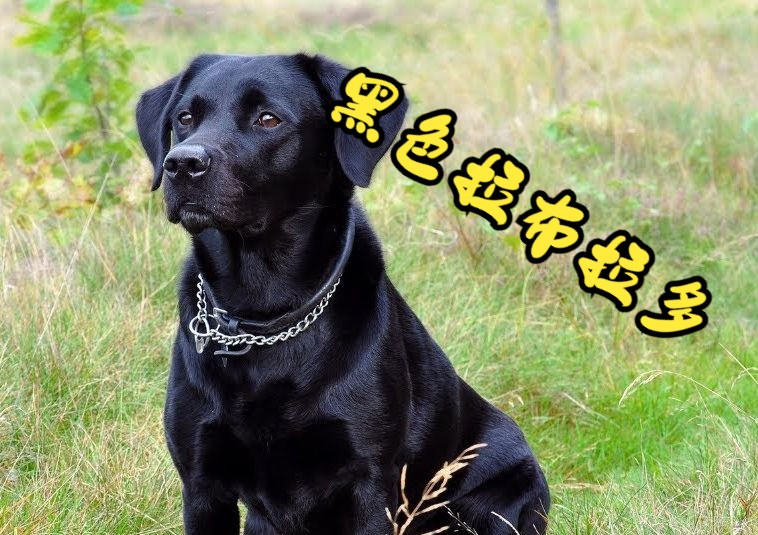 【拉布拉多】黑色拉布拉多:你需要知道的一切