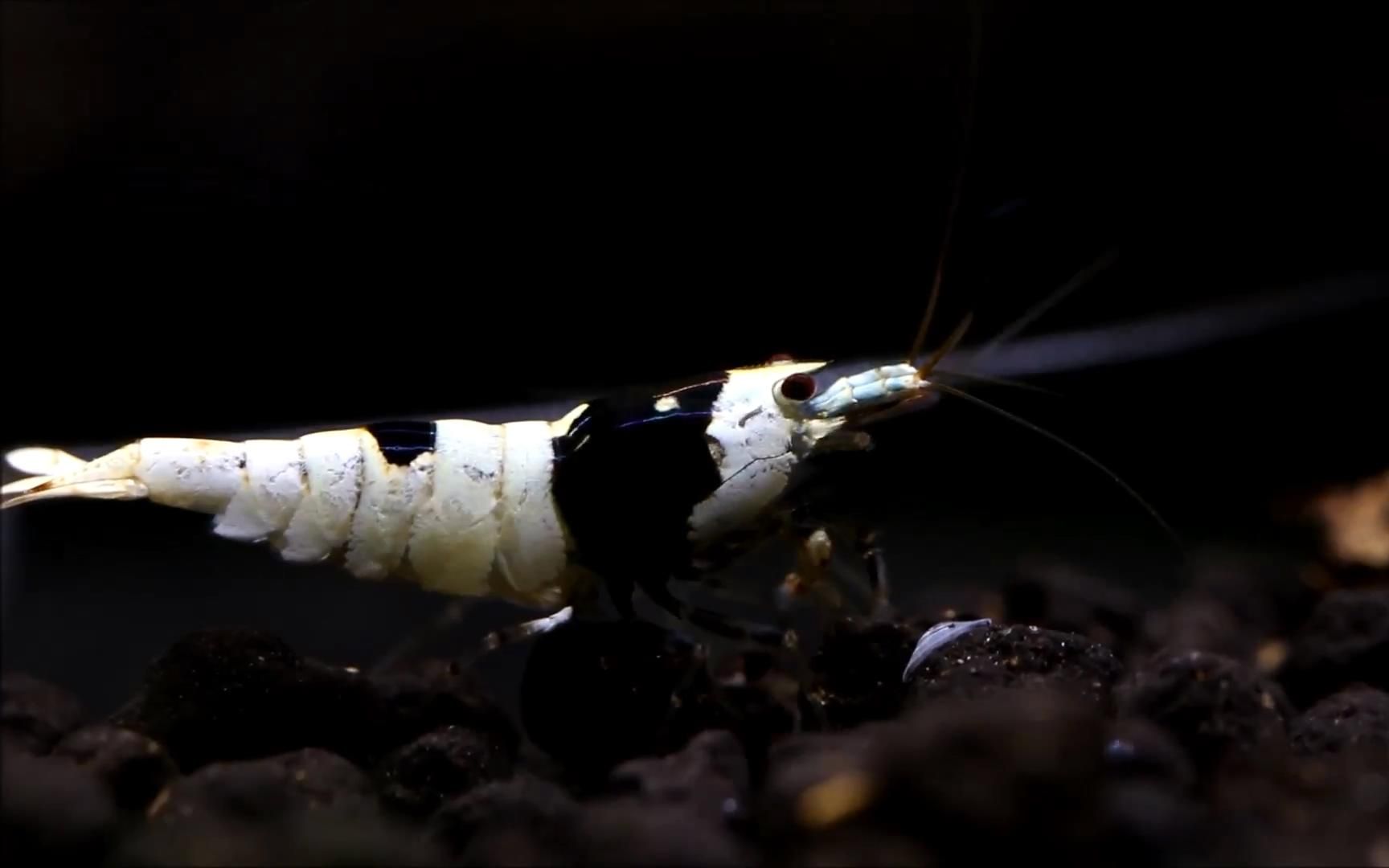 【观赏虾】黑白水晶虾的欣赏_哔哩哔哩 (゜-゜)つロ 干杯~-bilibili