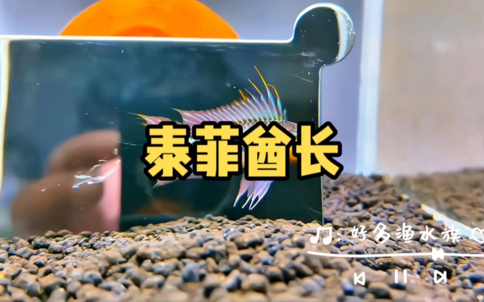 双带家族之泰菲酋长短鲷