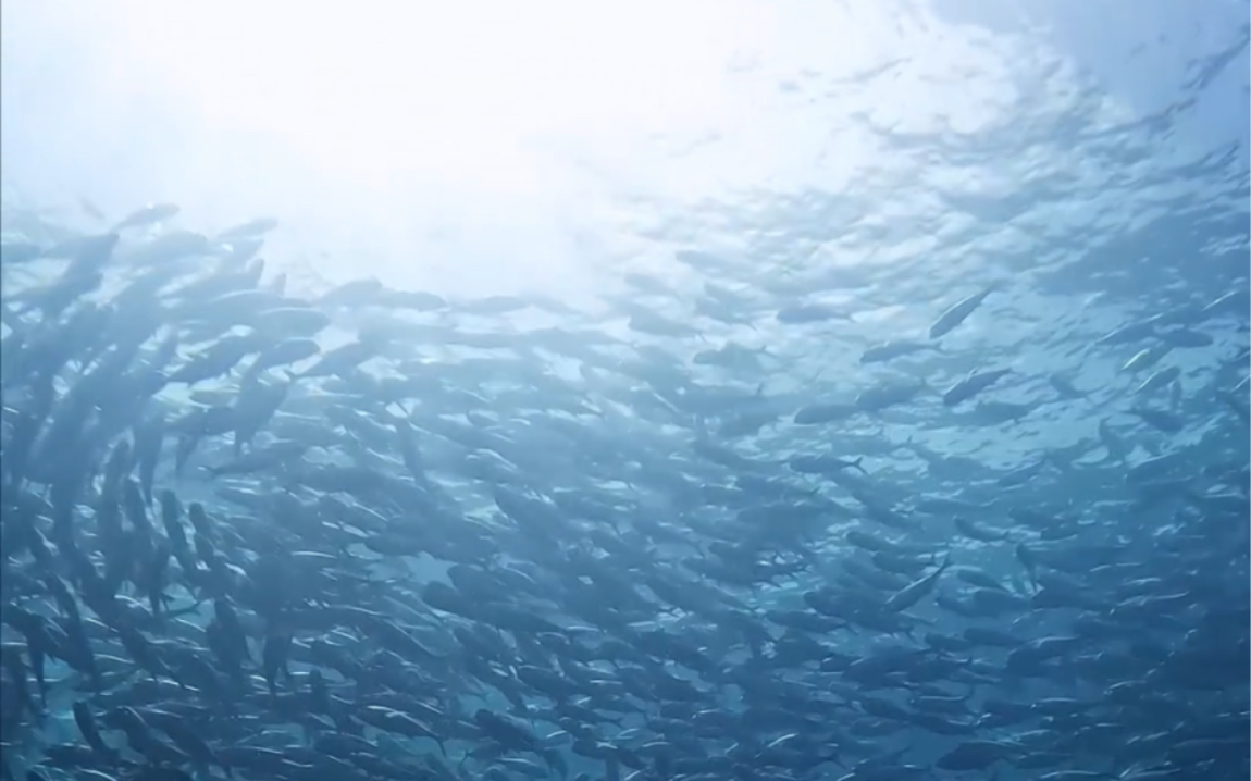 [图]来看看李木子没有见过的海底星空！