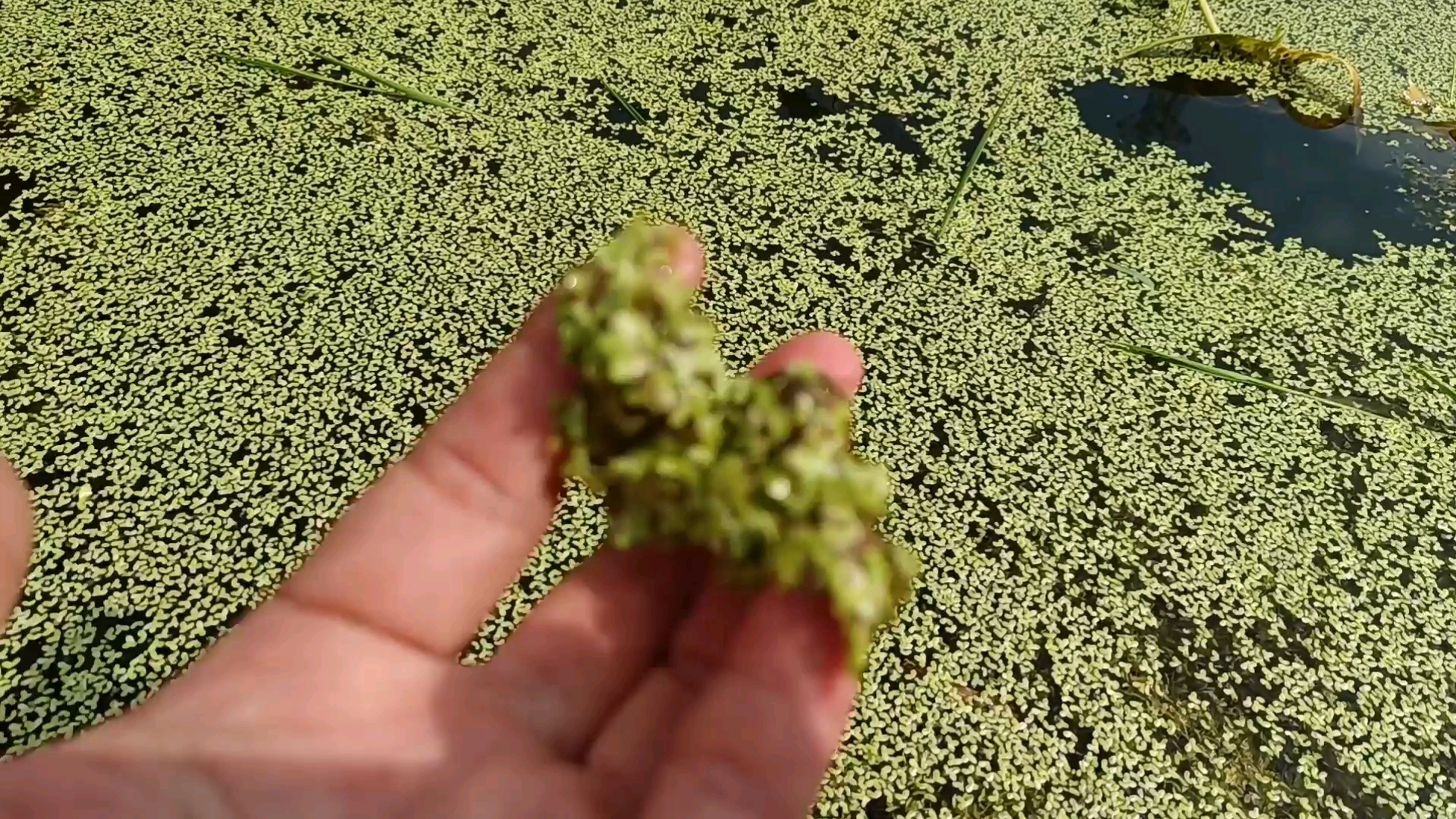 你还记得小时候,常去池塘捞浮萍给鸡鸭吃吗