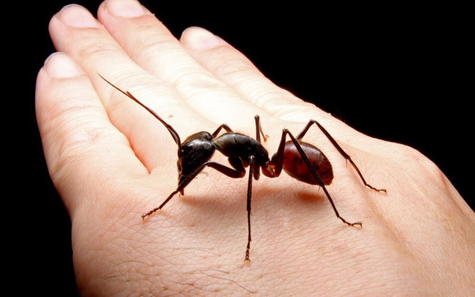 大佬的巨人恐蚁dinomyrmexgigas小群现状