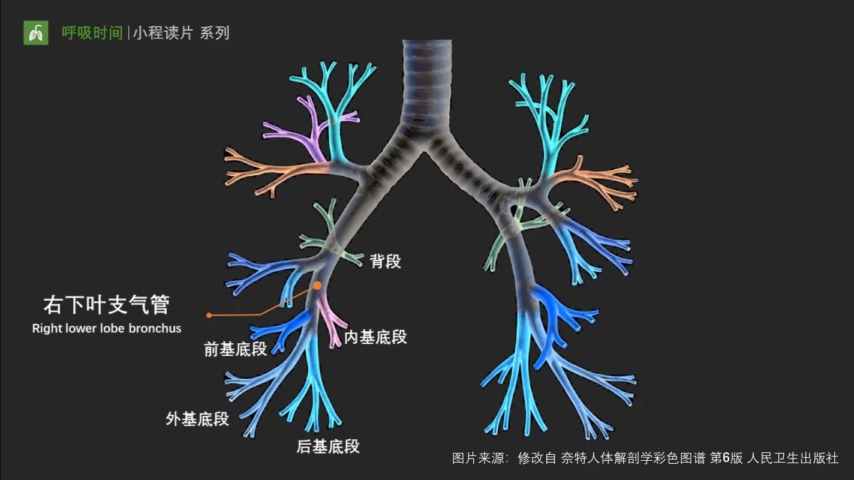 [图]肺部CT解剖入门第一弹