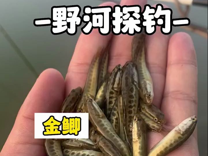 今天竟被撵出来钓鱼,这…没想到一抄网下去,太多了