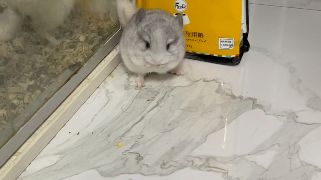 一个月的小奶猫也抵挡不住苹果干