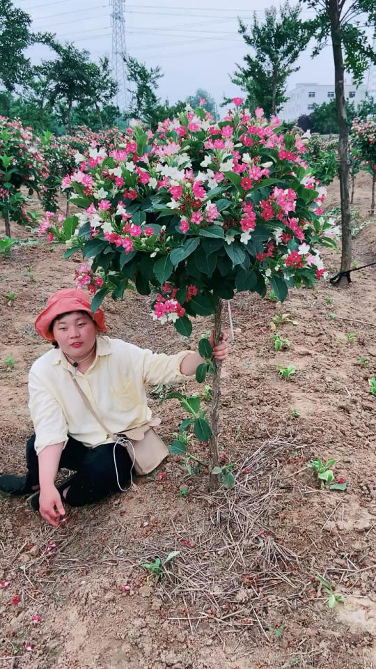 五彩锦带,花开五种颜色,适合庭院别墅种植观赏哔哩哔哩bilibili