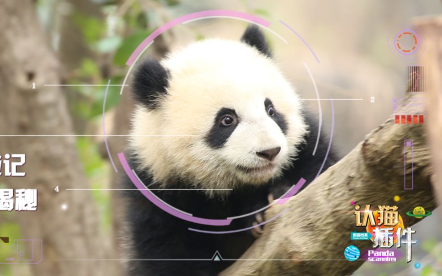 熊猫档案肉肉特辑p2附上苏苏离世的消息