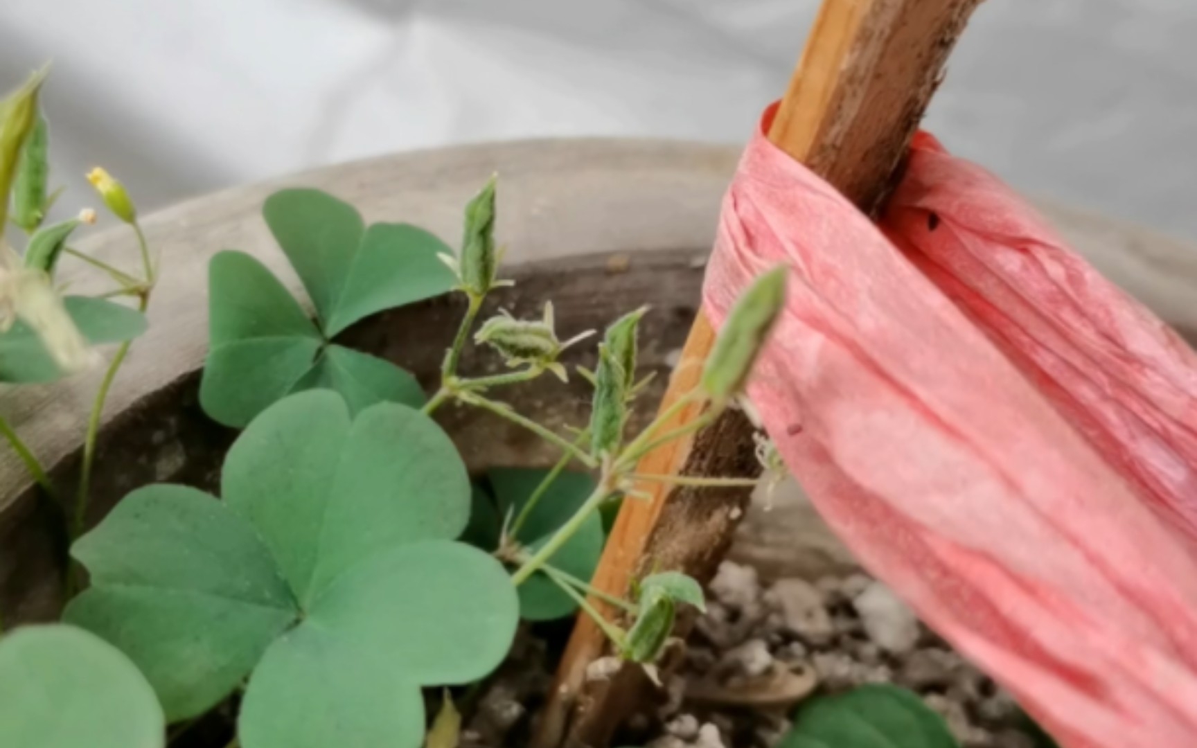 酢浆草种子弹射20