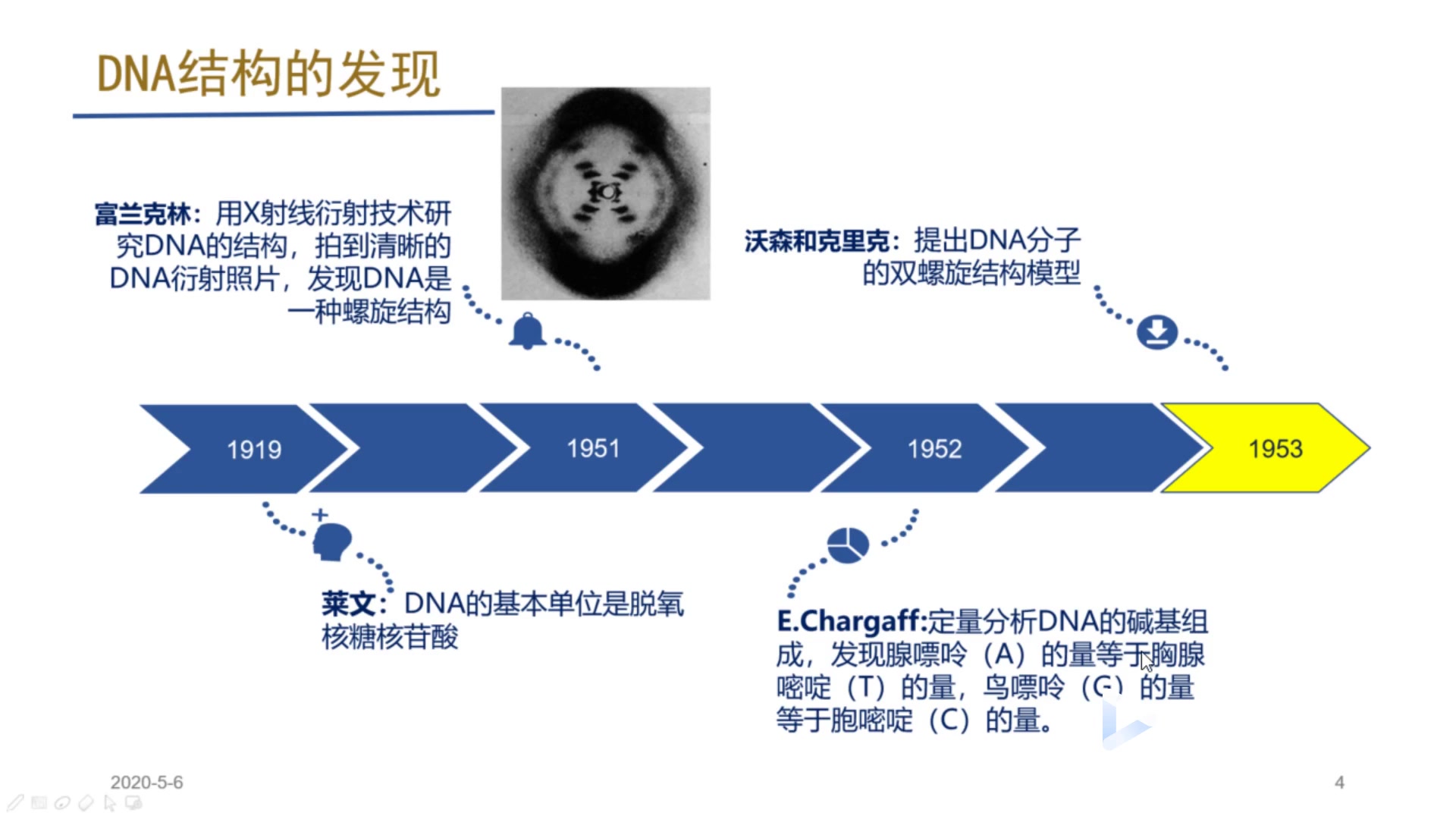 DNA的分子结构哔哩哔哩bilibili