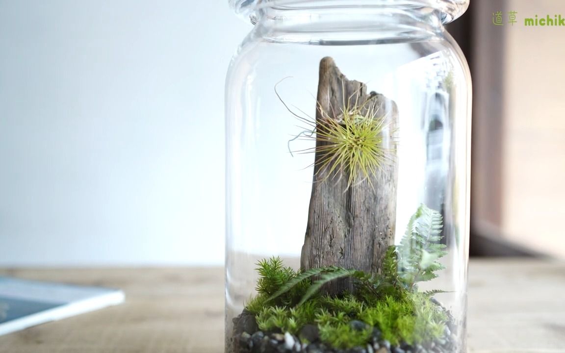 微景教程 | 空气凤梨也是微景观中比较合适的景观植物