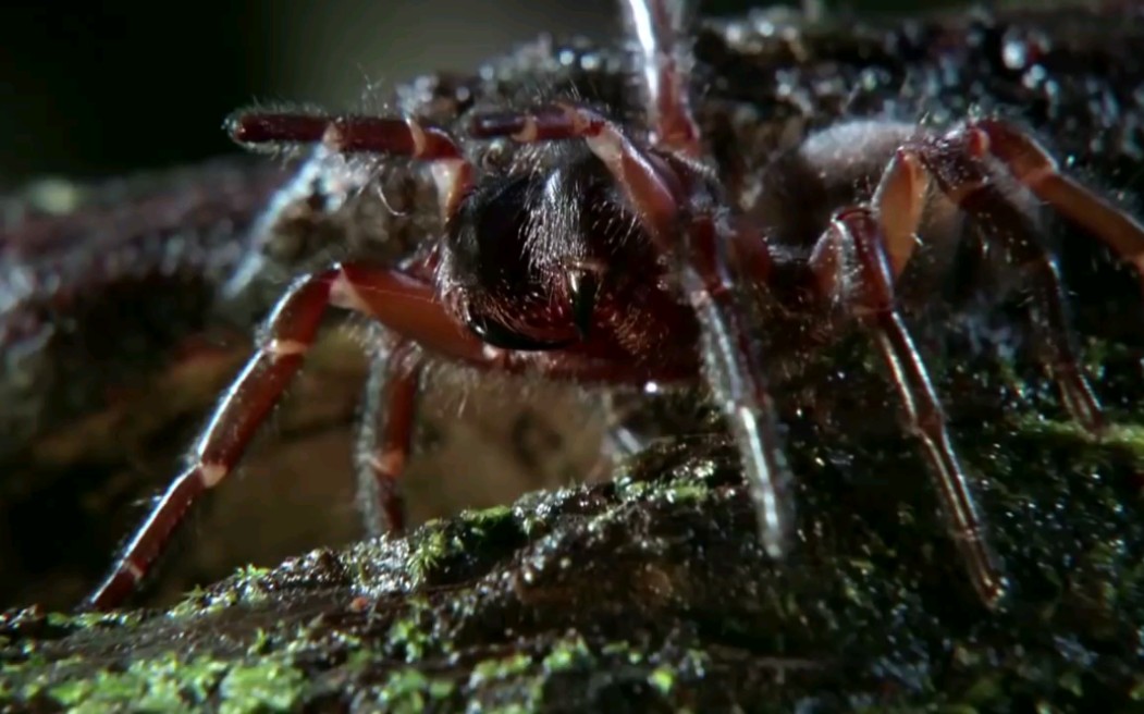 悉尼漏斗网大战狼蛛_哔哩哔哩_bilibili