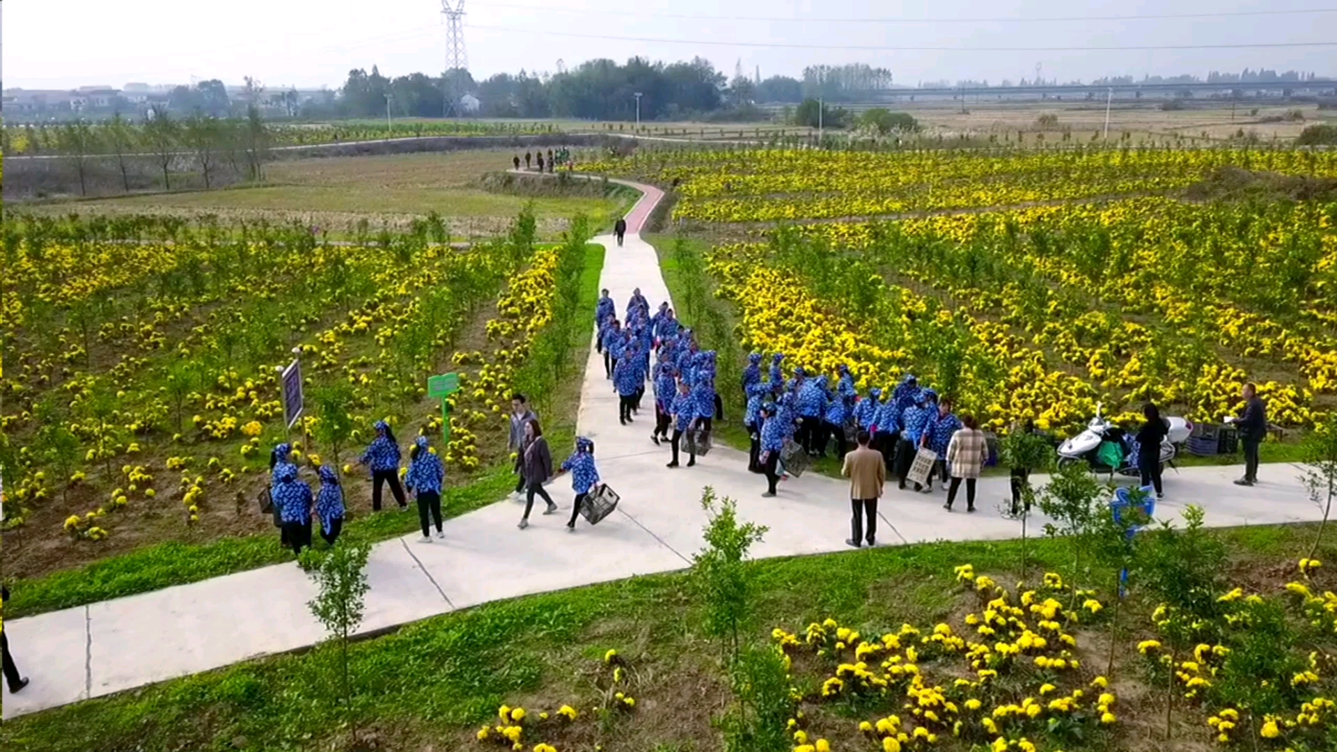 石首市高陵镇九队菊花基地!_哔哩哔哩_bilibili