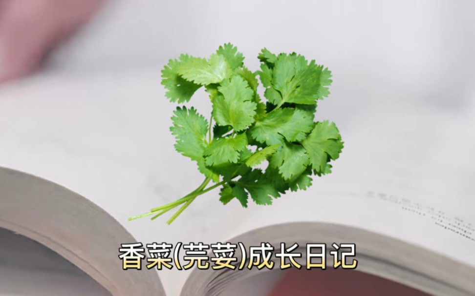 [图]香菜(芫荽)成长日记