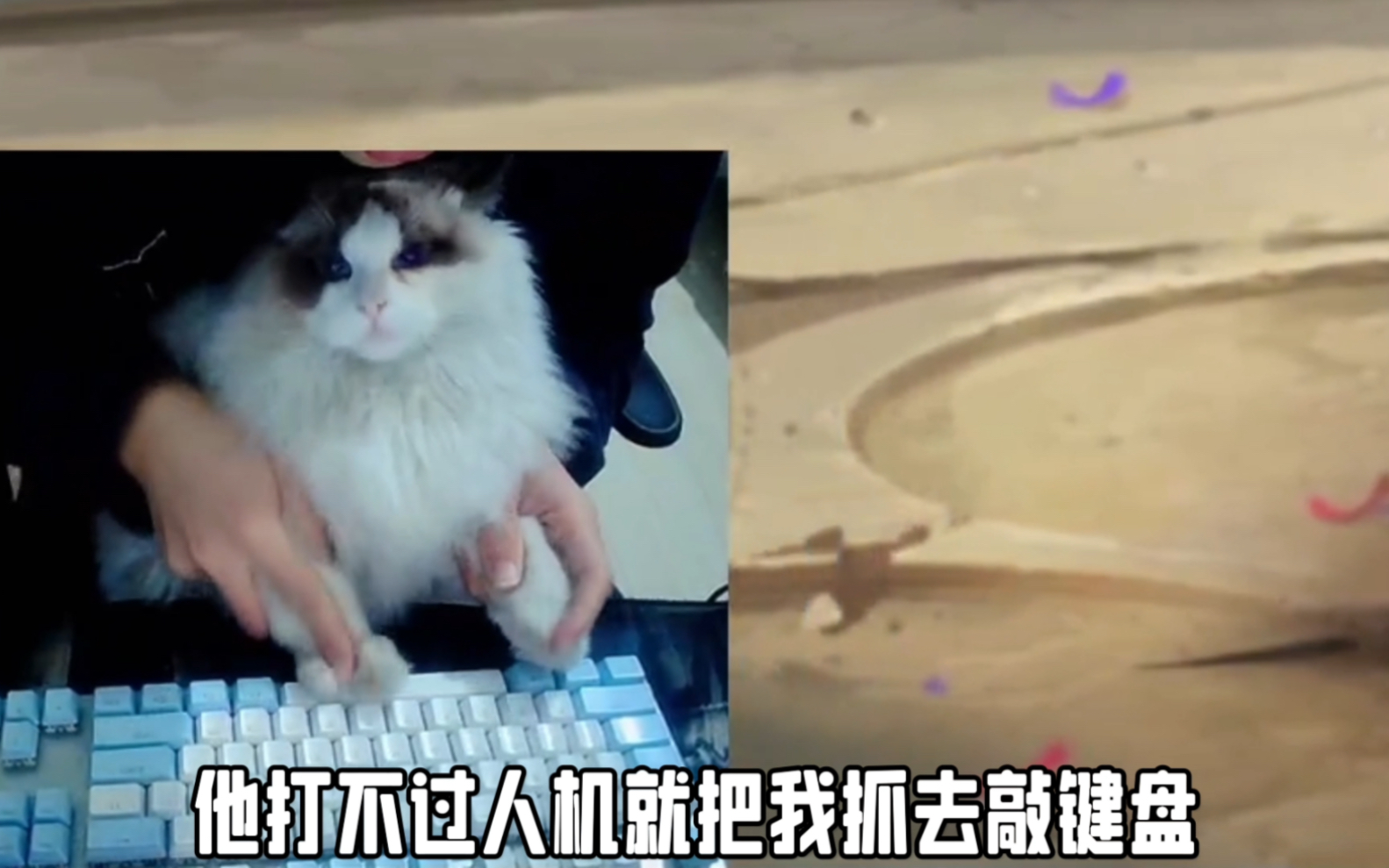 当布偶猫敲键盘打火影,这就是宇智波喵,神的力量!