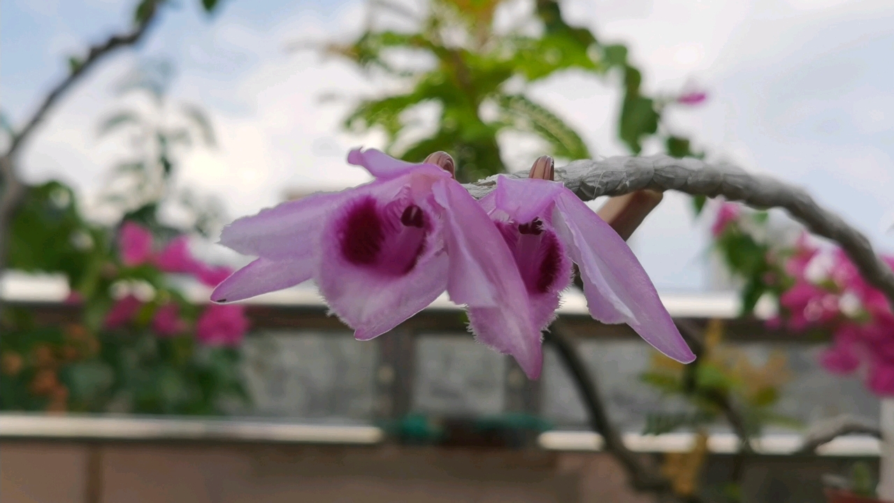 檀香石斛(广西檀香石斛)