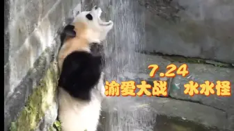 Video herunterladen: 7.24 渝爱大战水水怪：坏水！嗷你！“恶熊”咆哮！ 爱爱好气啊哈哈哈哈哈哈  但是爱爱你真的很可爱 结尾窜出一只可子哥