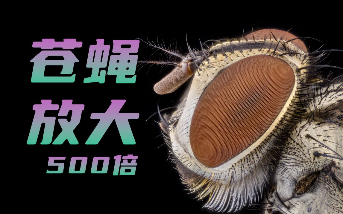 一只大苍蝇放大500倍!慎入!_哔哩哔哩_bilibili