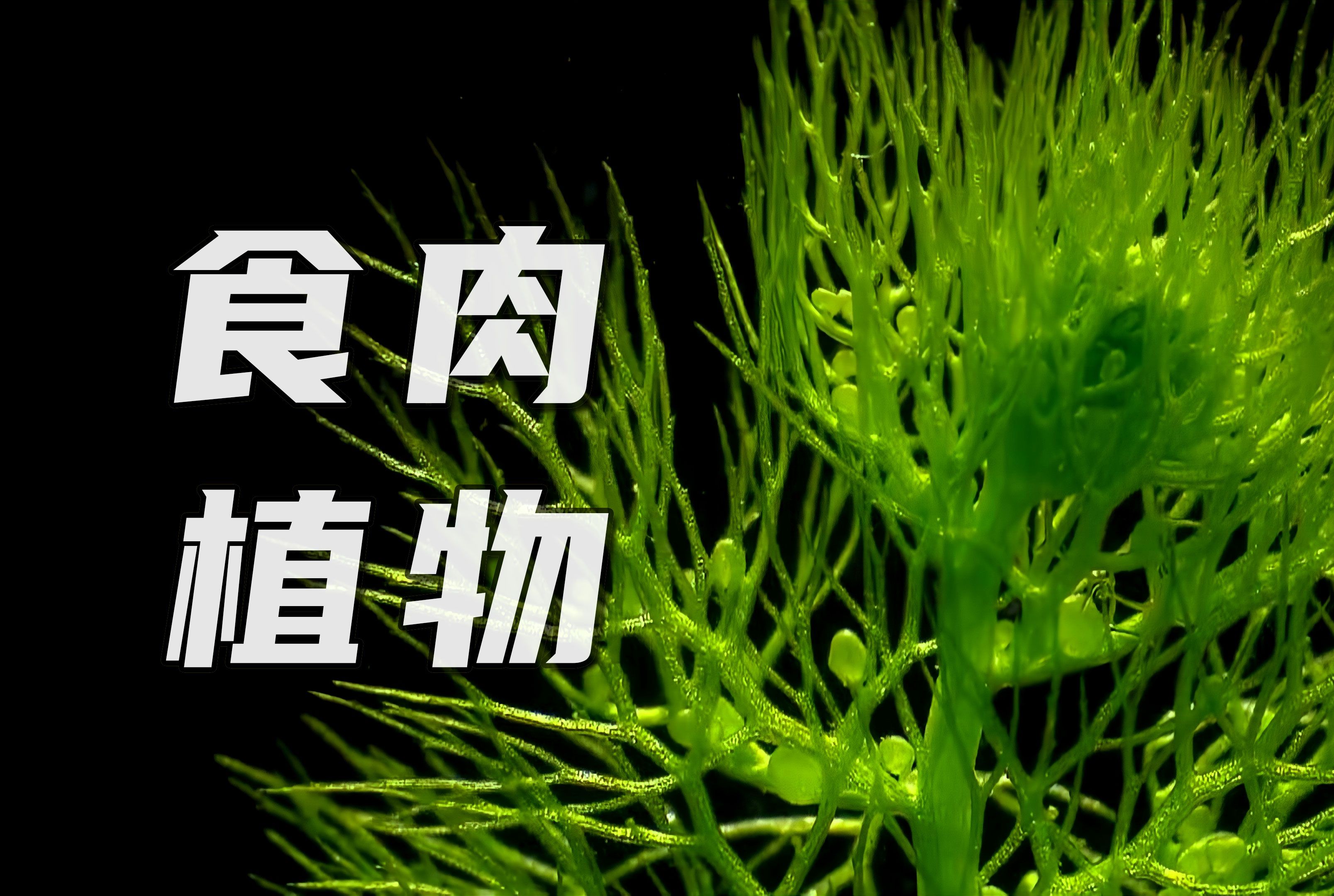 [图]当植物追杀动物时，动物却毫无退路……