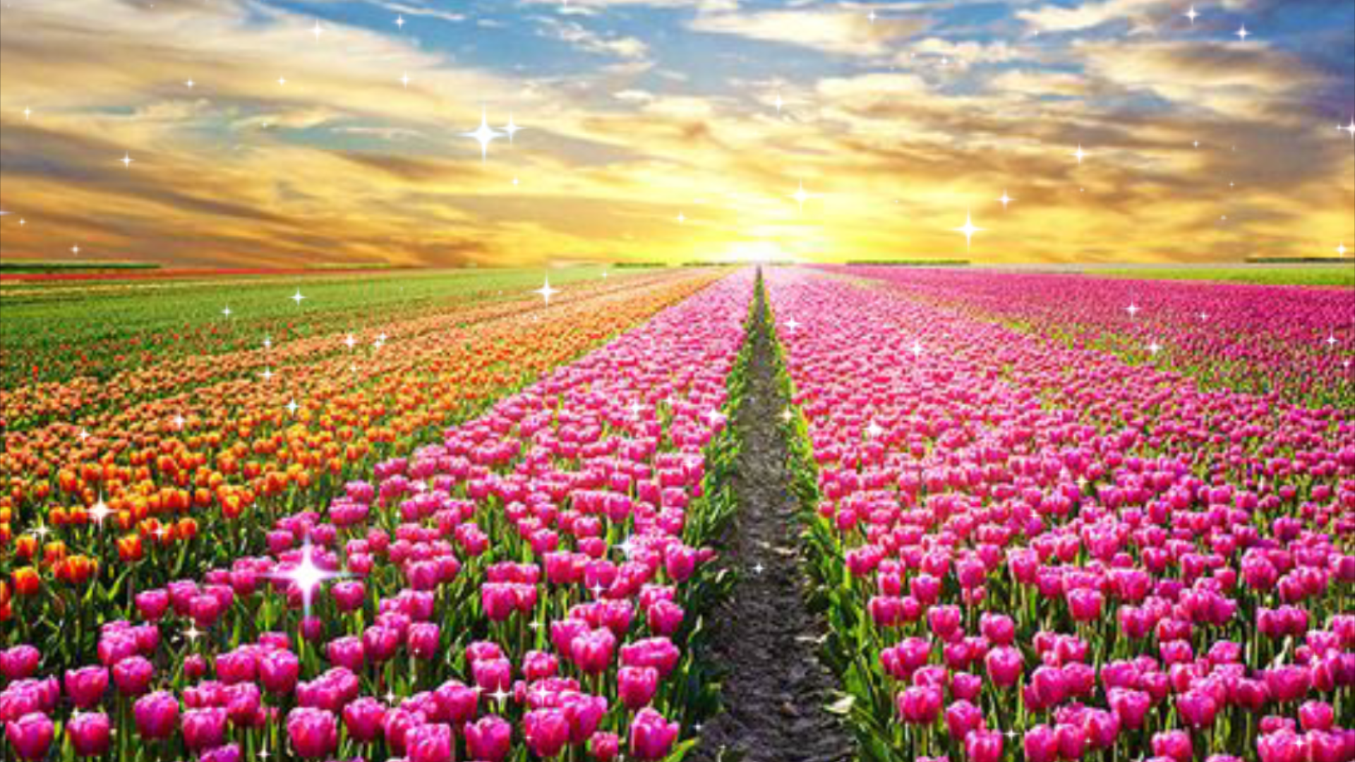 花的世界,花的海洋