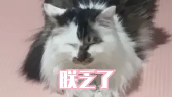 隔空气打猫，猫的演技简直如火纯青。_哔哩哔哩_bilibili