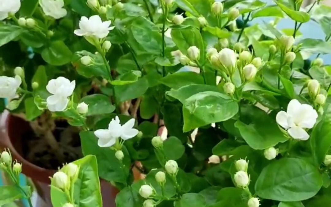 [图]10种最旺宅的吉祥植物，家中有花十有九发。