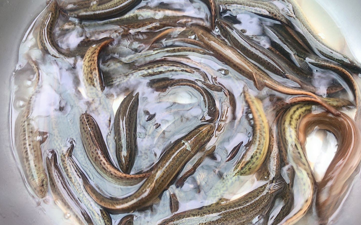 野生泥鳅10块钱一斤,群友买了40多块钱的,回家一炖,真香_哔哩哔哩