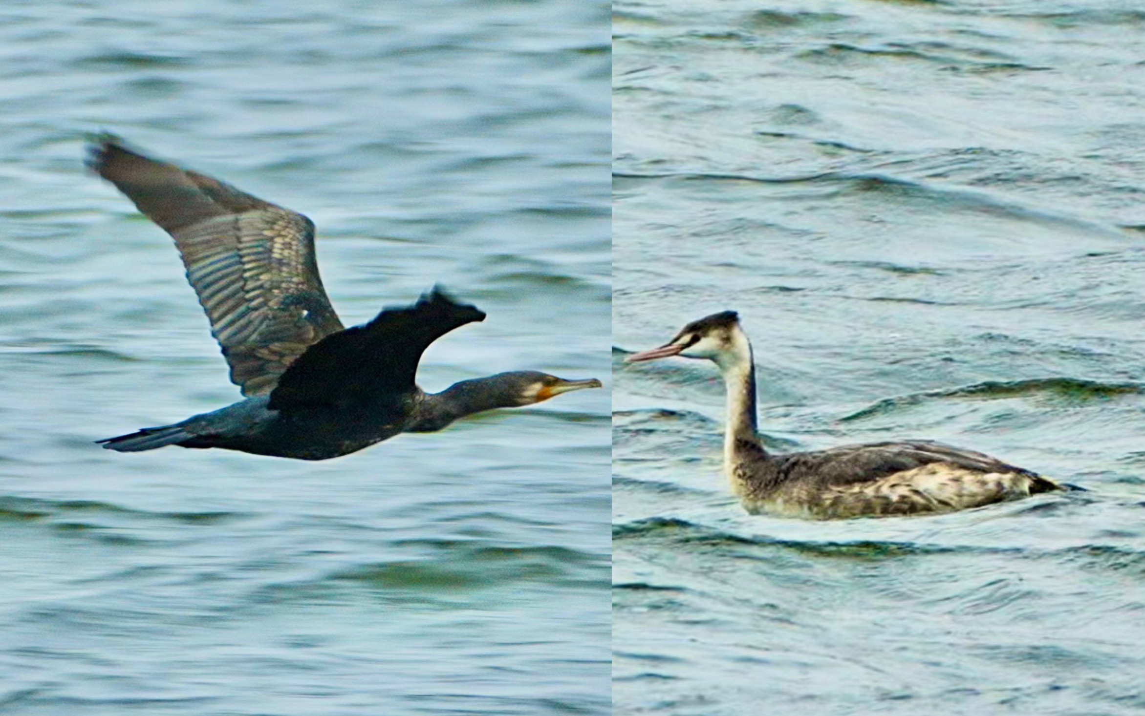 (同沙水庫) 鸕鷀地效飛行 ft.東莞罕見的鳳頭鸊鷉 a6700