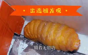 Descargar video: 竹象幼虫出逃卡在柜子角落里，发出巨大响声被发现，给它一个好归宿