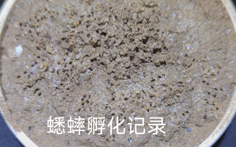 蟋蟀孵化记录