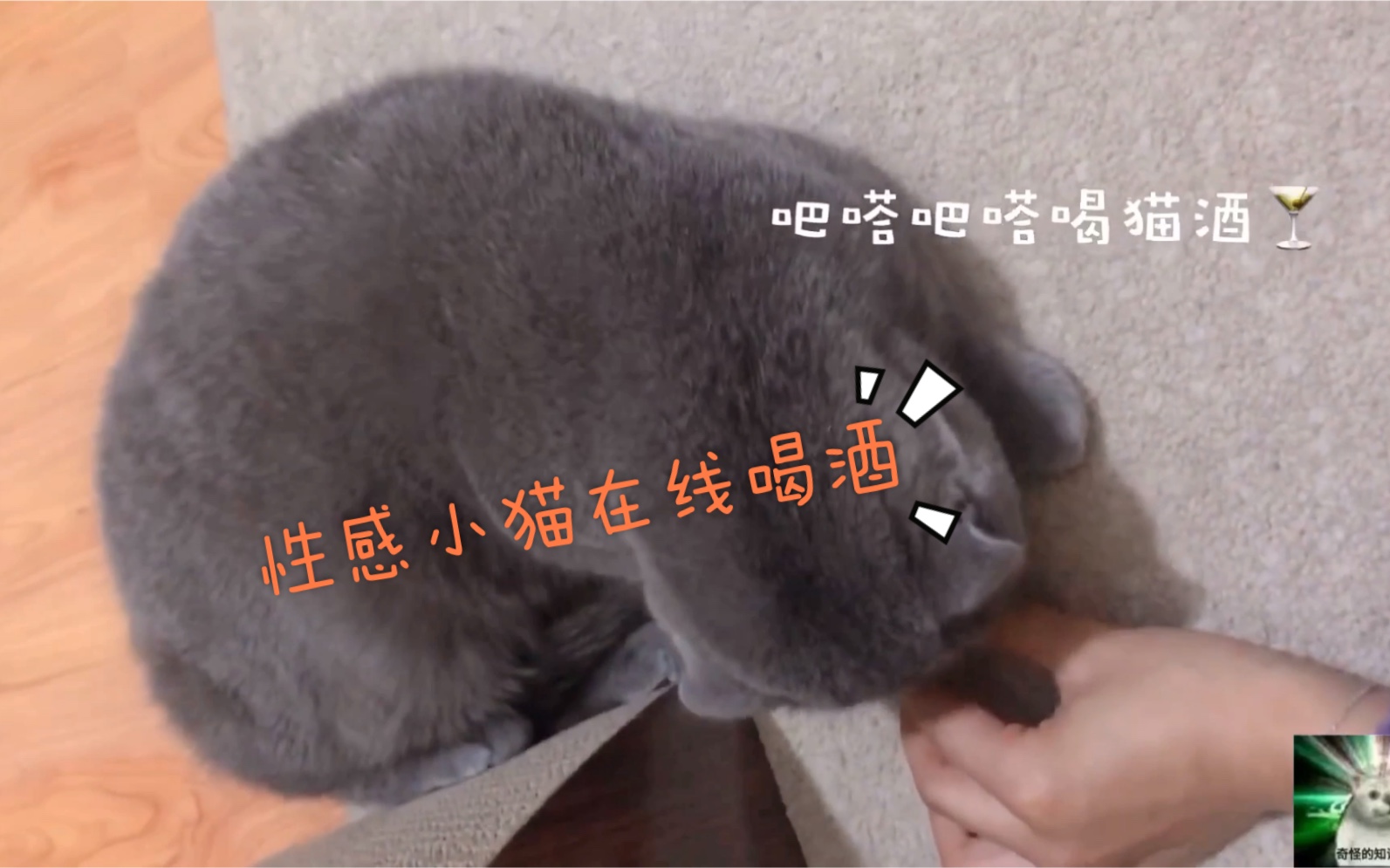 [图]猫喝了猫酒之后……