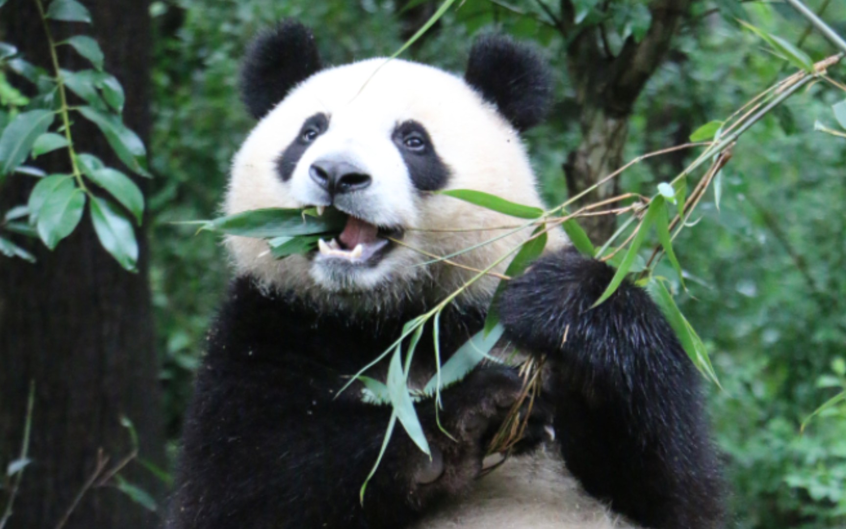 【大熊猫润玥】