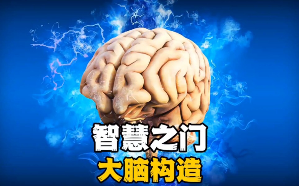 智慧之门大脑构造,你了解多少?哔哩哔哩bilibili