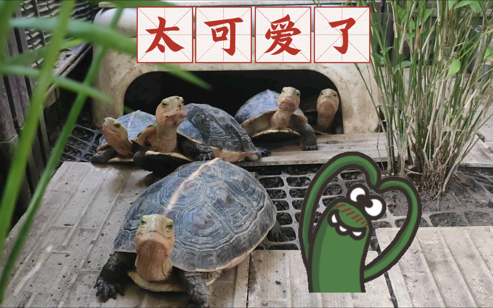 【黄缘闭壳龟】黄缘探脑瓜~太可爱啦!