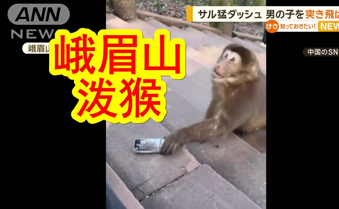 【中日双语】四川峨眉山泼猴有多凶?