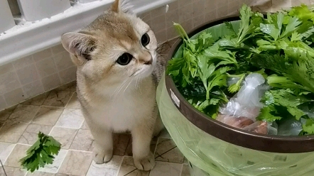 [猫咪]猫也会吃芹菜?嘟B喵吃给你看哔哩哔哩bilibili