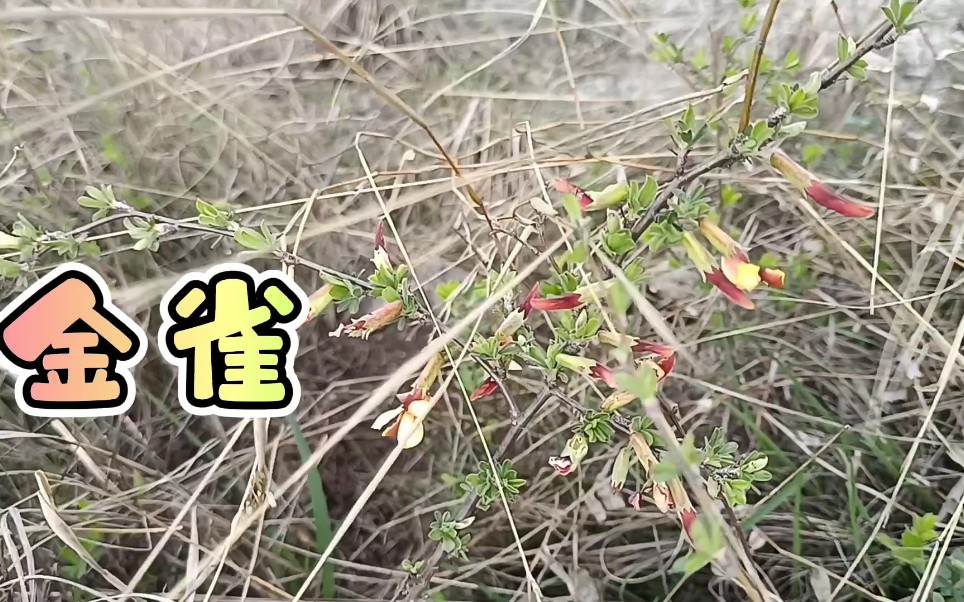 北雀花正艳朋友馋红眼