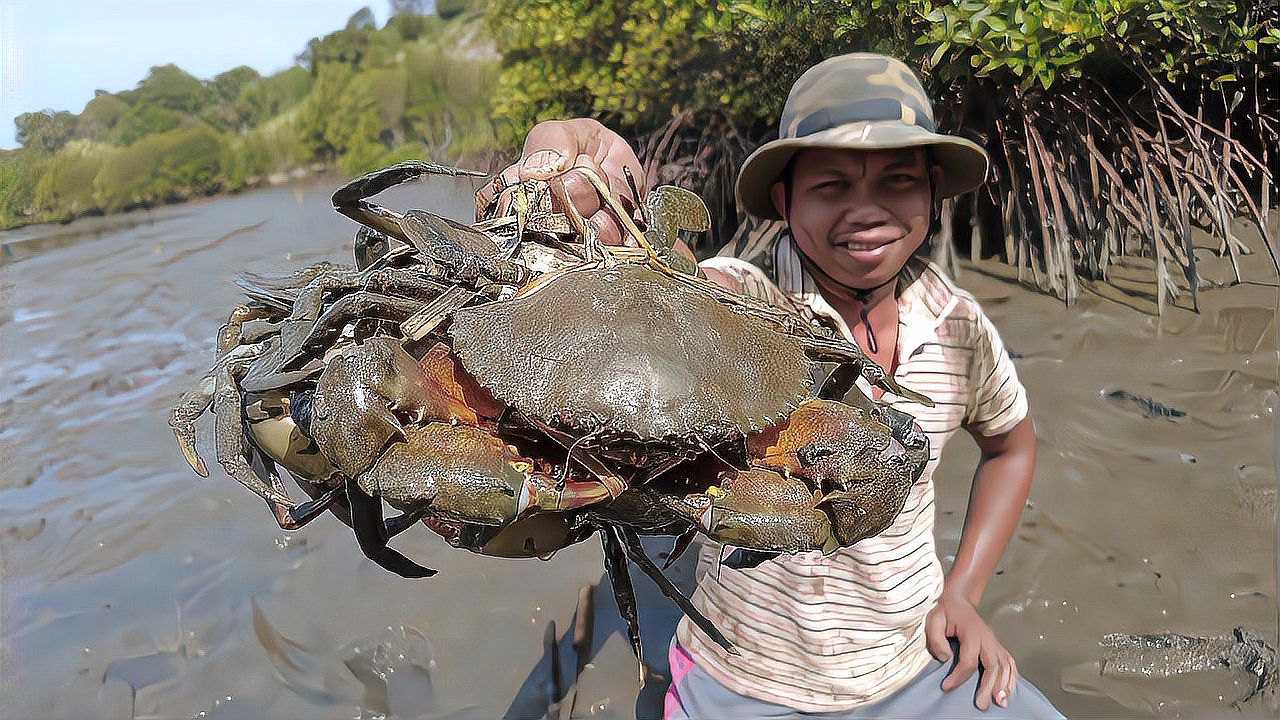 越南抓青蟹,在入海口红树林里捉巨无霸青蟹,全身颜色已经发黑色