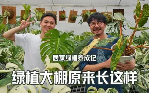 Download Video: 绿植大棚原来长这样！难怪植物比家里长得好