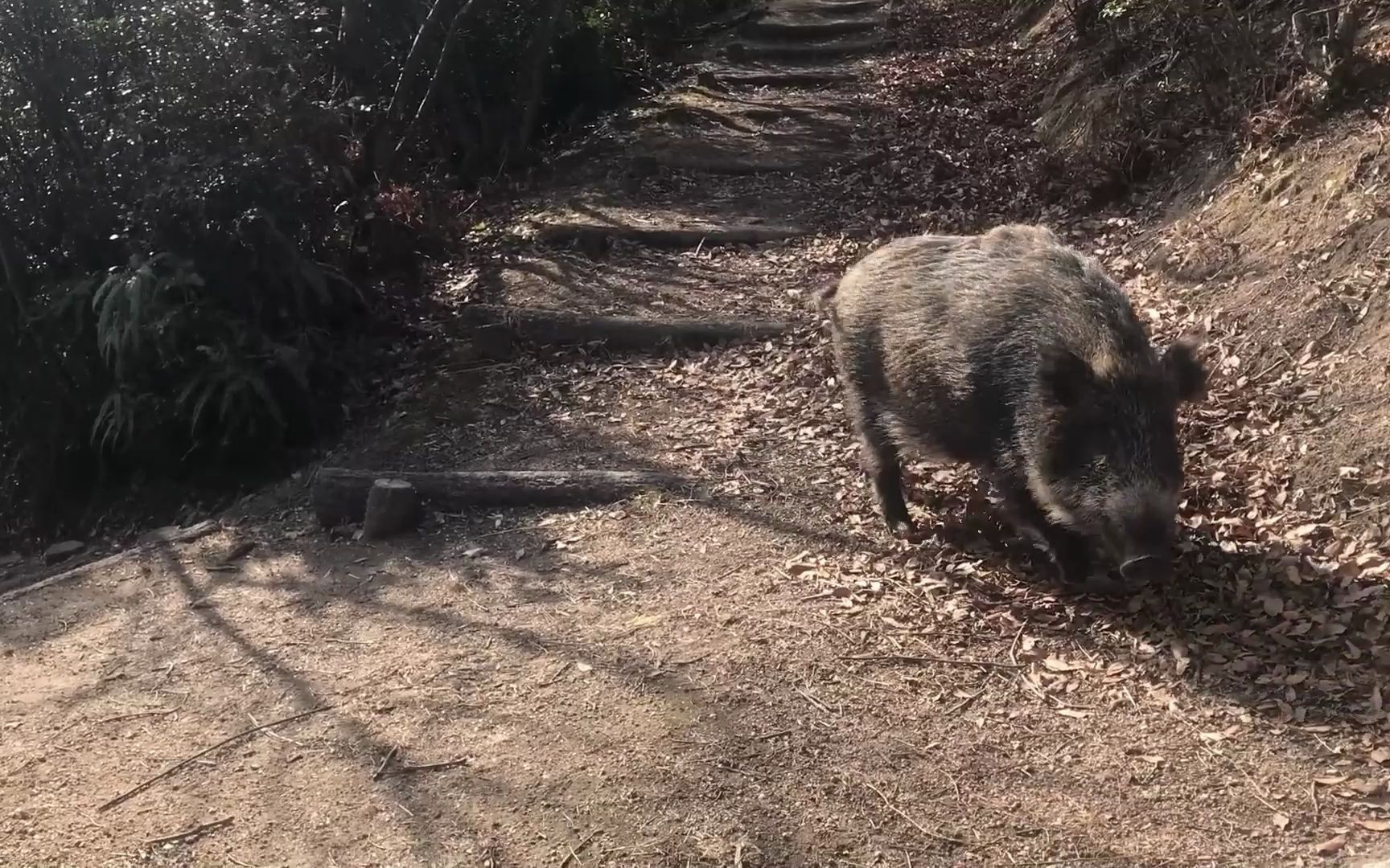 森林公园里居然有野猪出没!