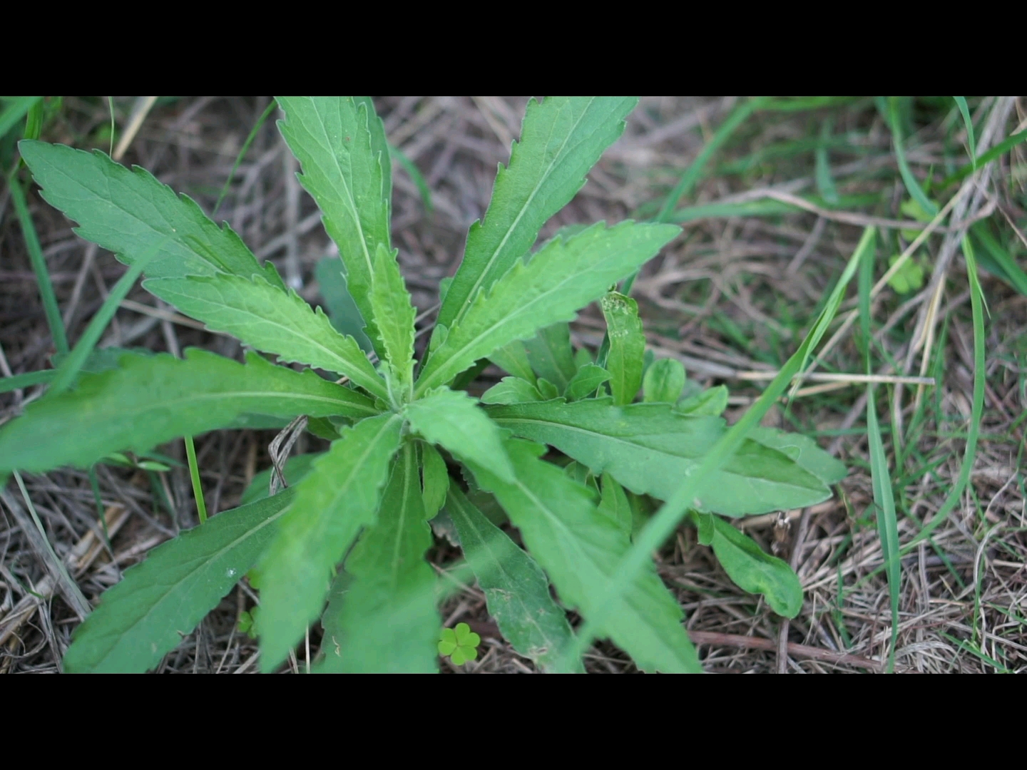 山野常见植物—小飞蓬(菊科)