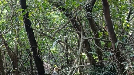 奇楠沉香小母树,珍稀树种